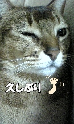 おひさ.jpg
