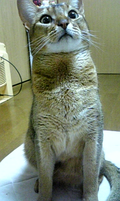 ぱくぱく.jpg