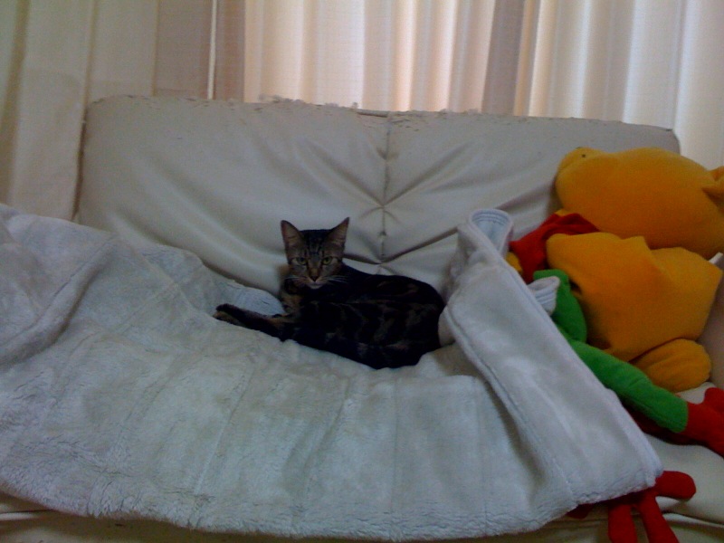 kinosofa.jpg
