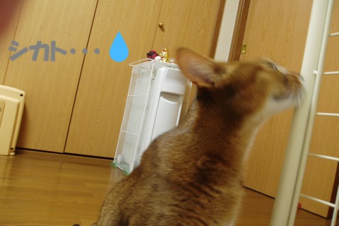 neko5 012.jpg