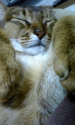 paku-gorogoro1.jpg